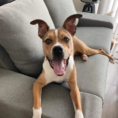 Beginner Foundation Service