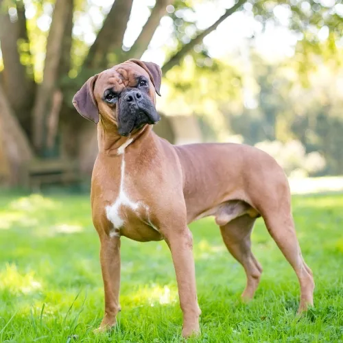 Why Your Dog Isn’t Listening (And It’s Not What You Think)